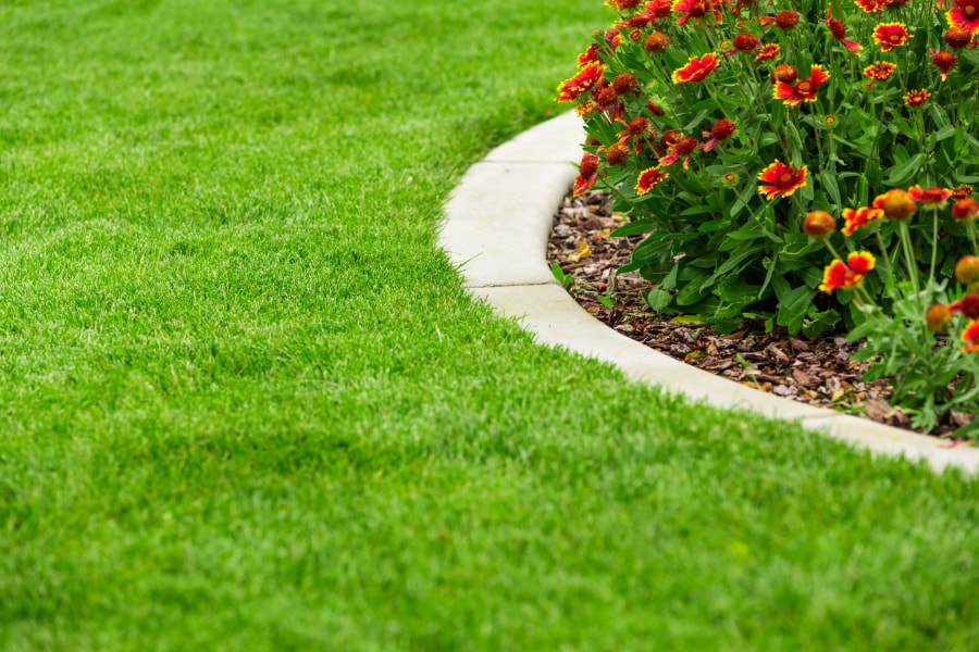 lush new laid green turf around garden path with shrubs and flower bed in Swansea